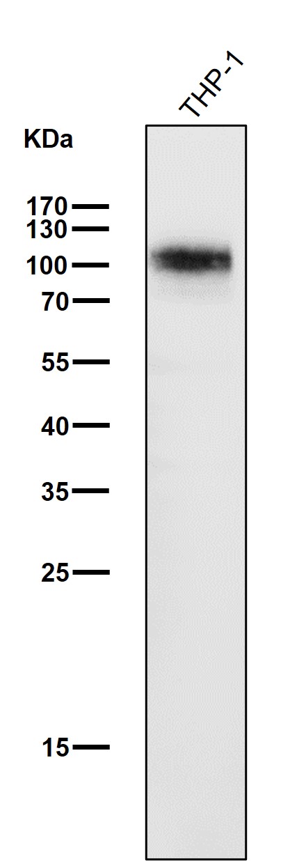 WB - Anti-SIRP alpha Rabbit Monoclonal Antibody ABO15341